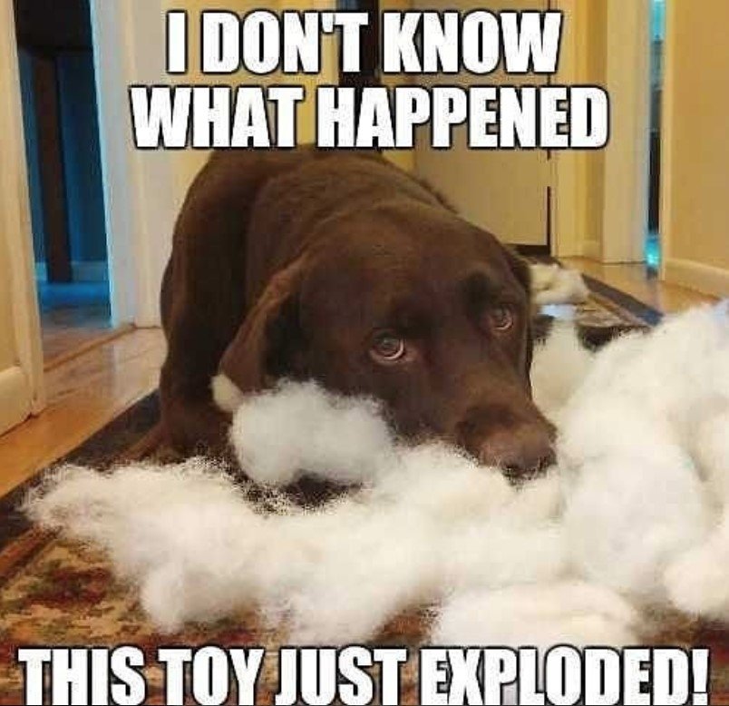 Labrador on the floor with its sad eyes and pillow fillers photo with a text