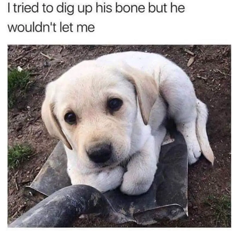 Labrador puppy on top of a shovel photo with caption 