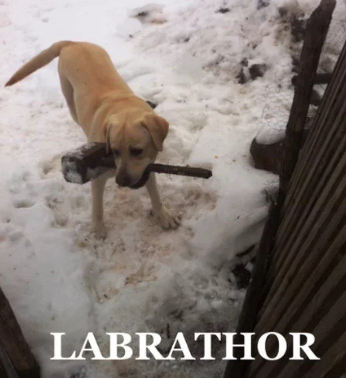 Labrador carrying a mail box in its mouth photo with a text
