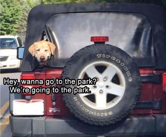 Labrador on the back of the car smiling with a text