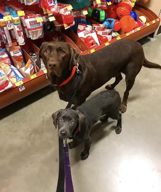 Labrador adult and puppy in the grocery store