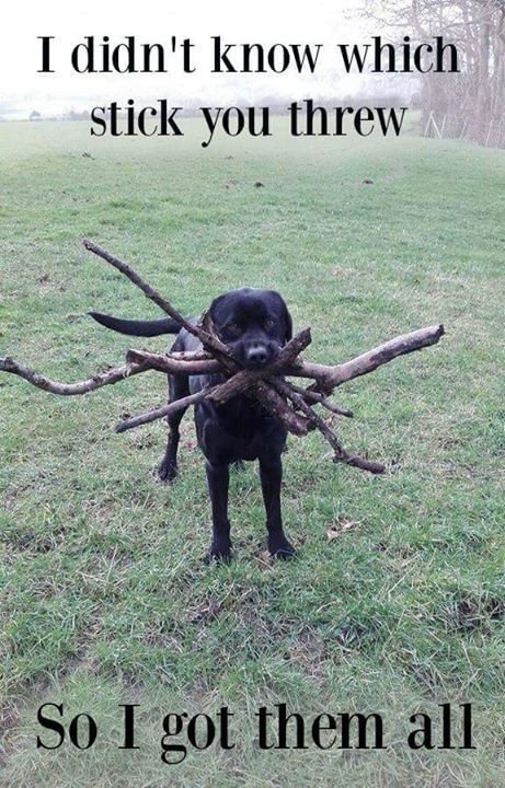 Labrador with many sticks in its mouth
