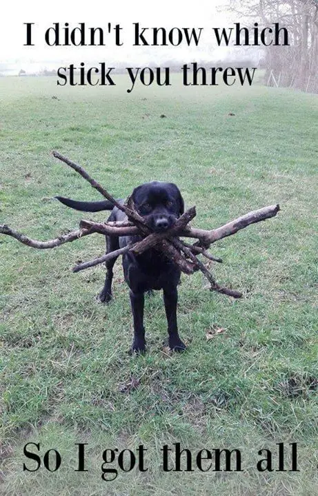 Labrador with many sticks in its mouth 