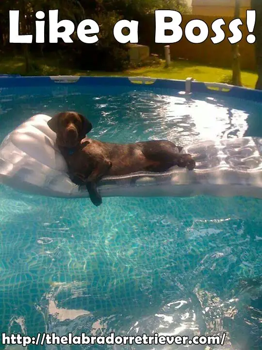 Labrador resting on top of a bed floater in the pool photo with a text 