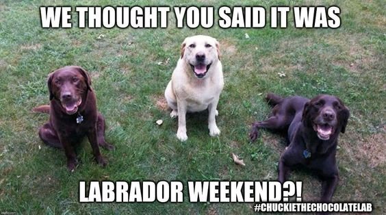 Labrador sitting on the green grass smiling while looking up