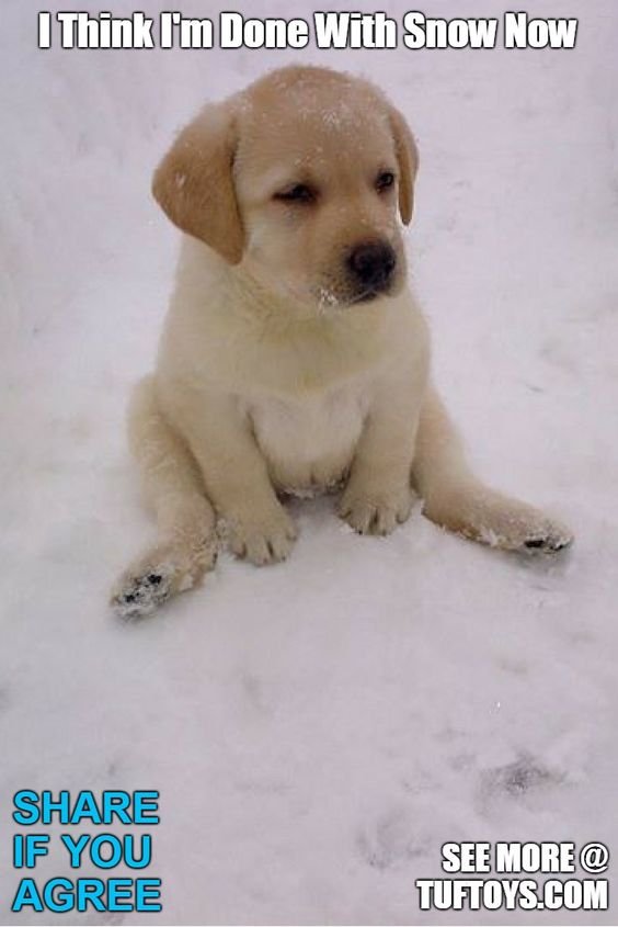 yellow Labrador puppy sitting on the snow photo with a text