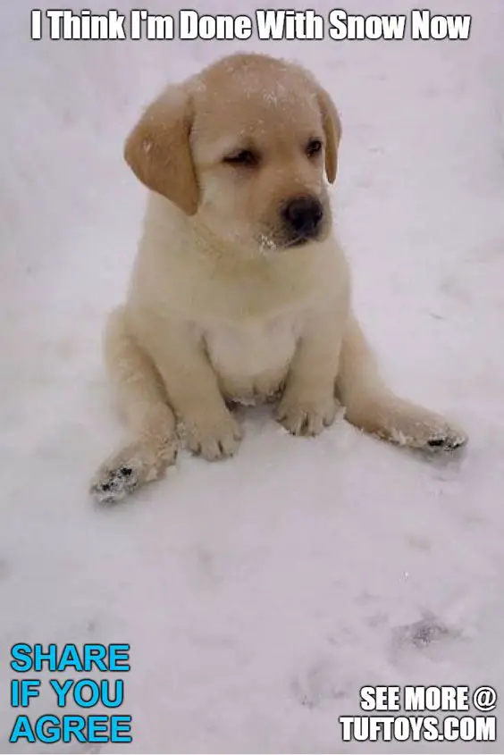 yellow Labrador puppy sitting on the snow photo with a text 