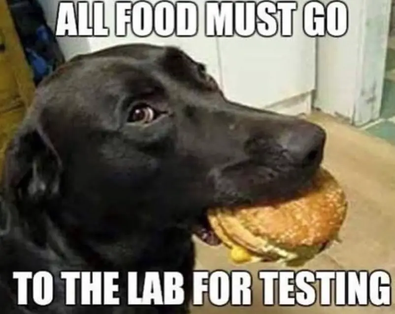 Labrador with a burger in its mouth photo with a text 