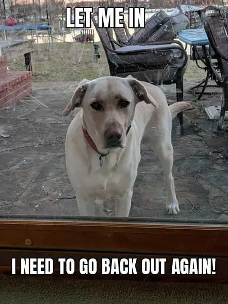 Labrador outside behind the glass door photo with a text 