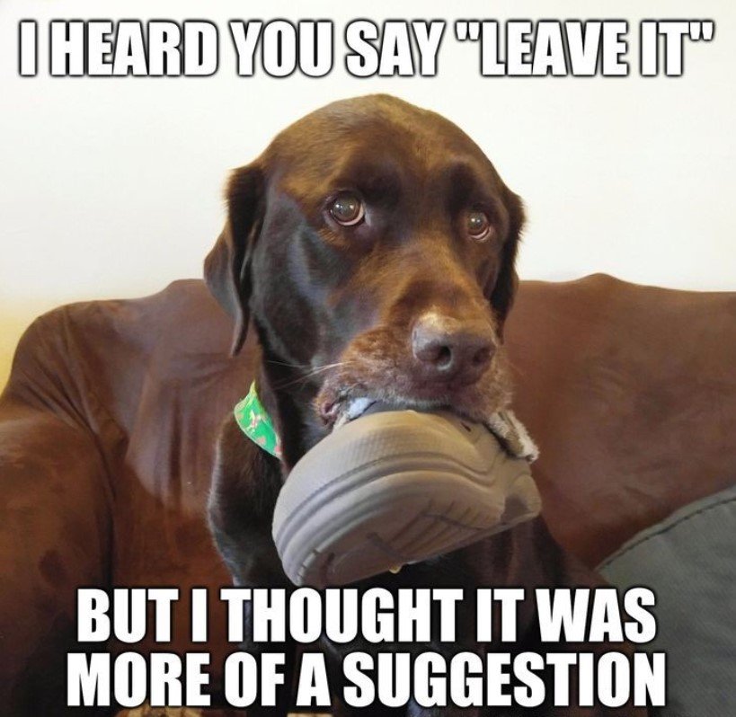 Labrador with a shoe in its mouth photo with a text