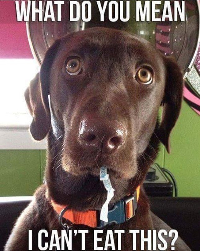 Labrador looking up with a paper in its mouth photo with a text