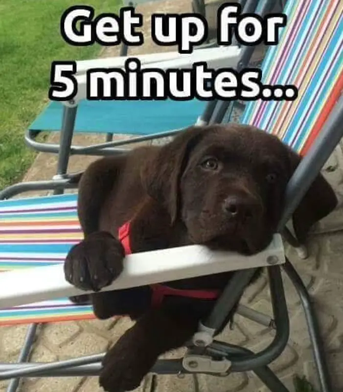 Labrador puppy on the chair photo with a text 