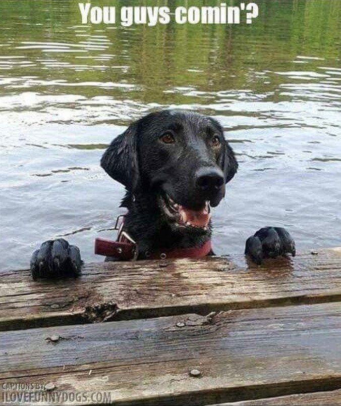 Labrador in the water photo with a text