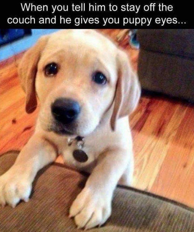 Labrador puppy standing up against the couch with its sad eyes photo with a caption