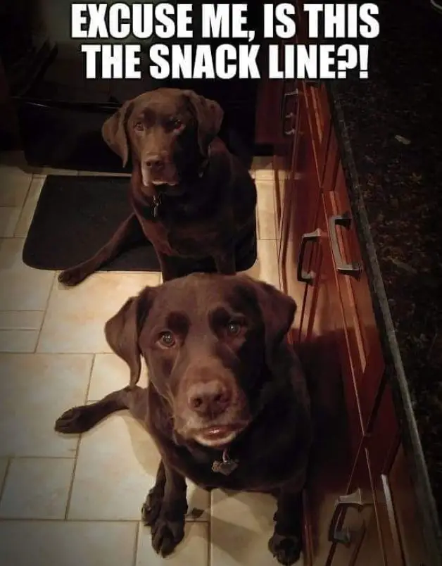two chocolate brown Labradors sitting on the floor beside the counter top photo with a text 