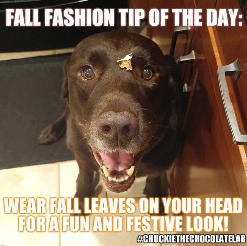 Labrador sitting on the floor while smiling with a piece of leaf in its forehead photo with a text