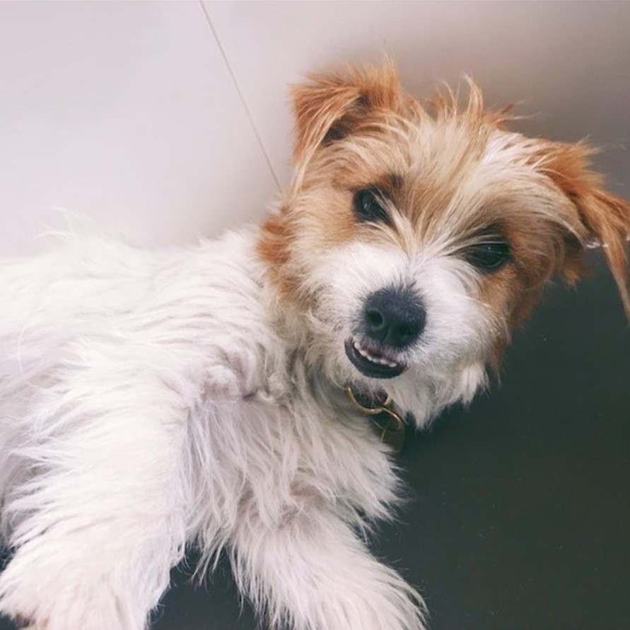 A Long Haired Jack Russell Terrier lying on the floor while smiling