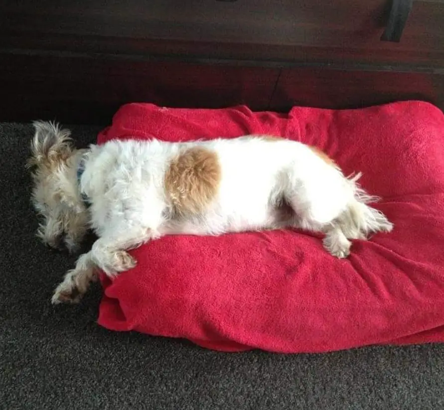 A Long Haired Jack Russell Terrier lying on the bed