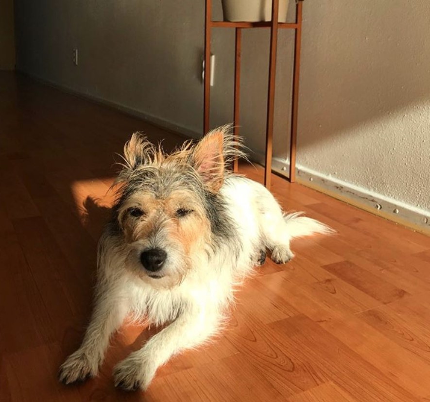 A Long Haired Jack Russell Terrier lying on the floor under the sunlight