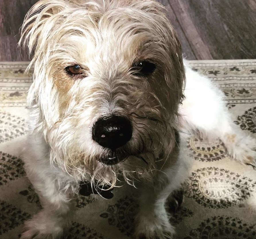 A Long Haired Jack Russell Terrier sitting on the carpet