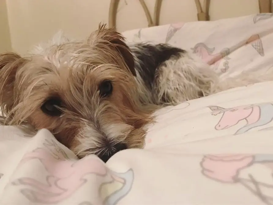 A Long Haired Jack Russell Terrier lying on the bed