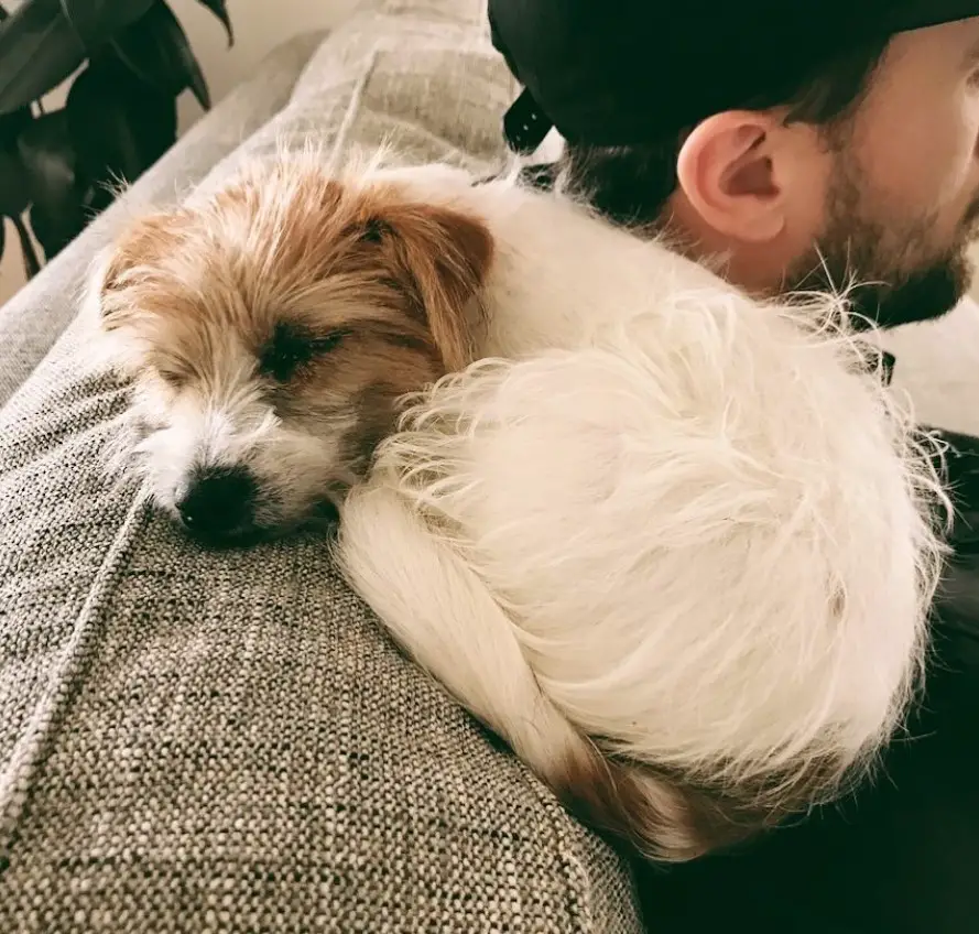 A Long Haired Jack Russell Terrier sleeping on top of the man's shoulder sitting on the couch