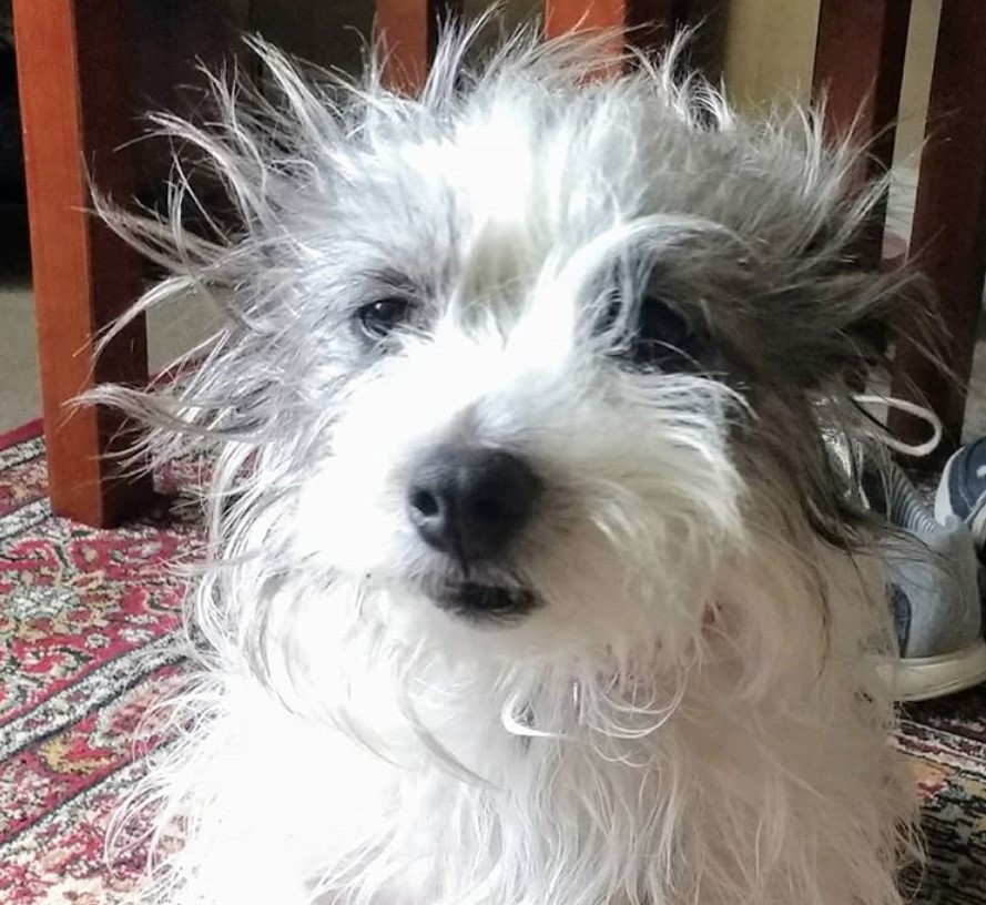 A Long Haired Jack Russell Terrier with messy hair while sitting on the carpet