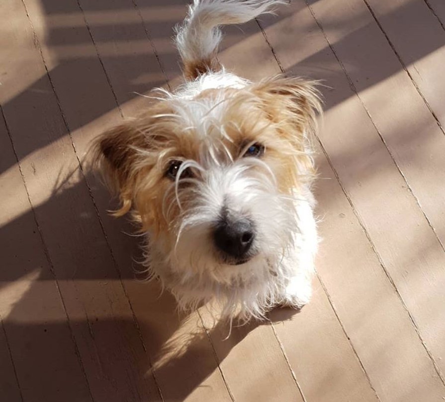 A Long Haired Jack Russell Terrier sitting on the wooden floor with its begging face and under the sunlight