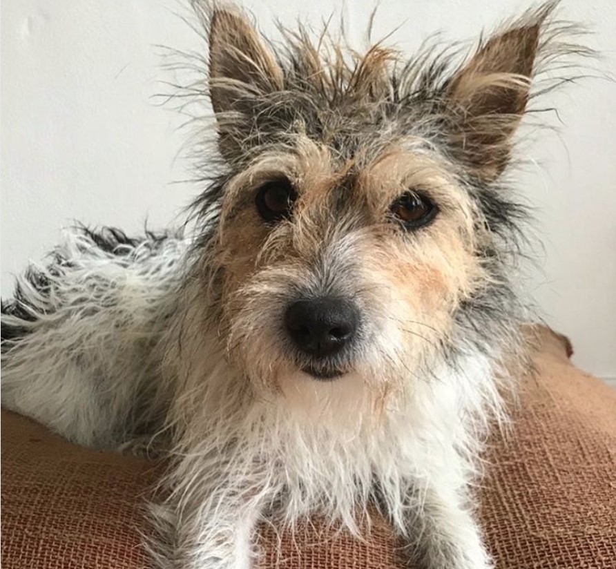 A Long Haired Jack Russell Terrier lying on top of the couch