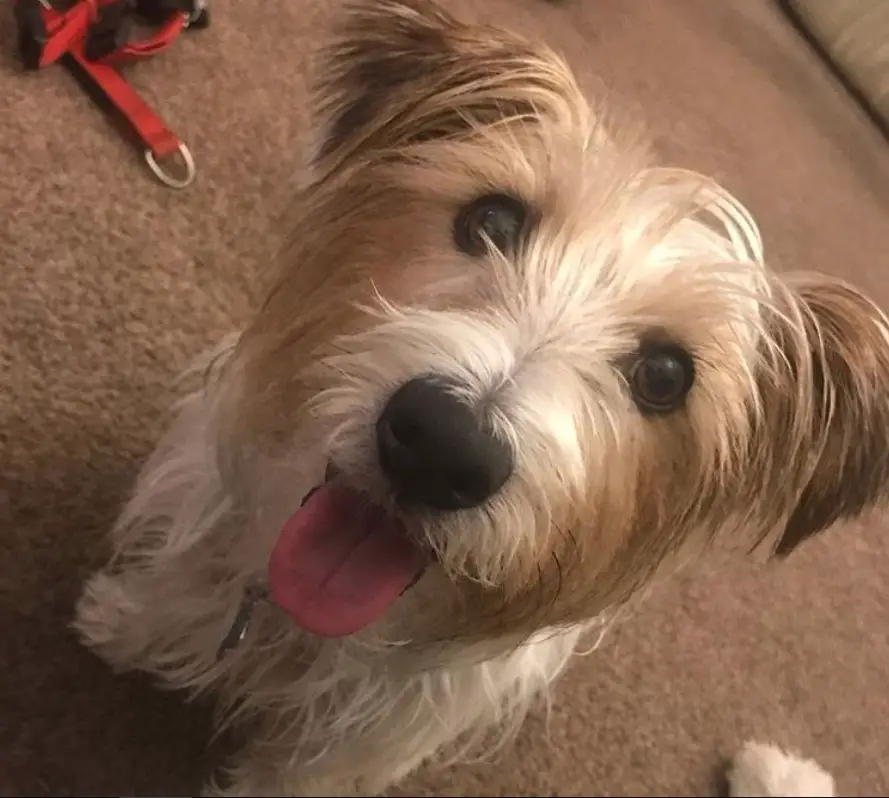 A Long Haired Jack Russell Terrier sitting on the floor while smiling with its tongue out
