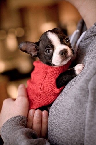 a person carrying a Miniature Boston Terrier wearing red sweater