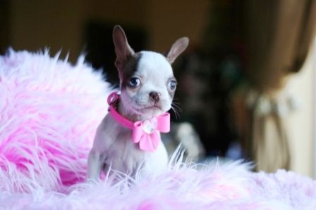 Miniature Boston Terrier wearing pink ribbon while sitting on on top of a pink feathery blanket