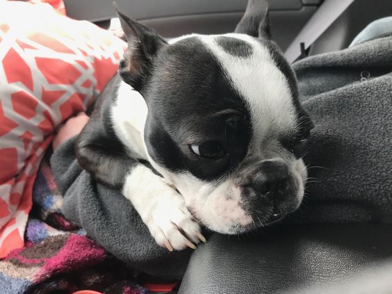 sleepy Miniature Boston Terrier on a person's chest inside the car