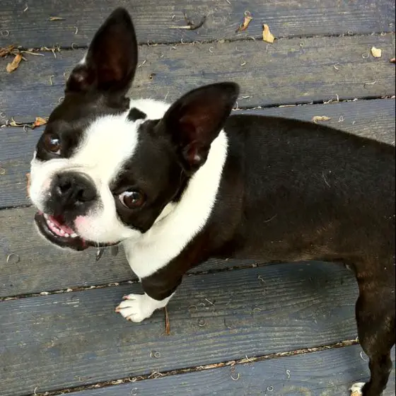 smiling Miniature Boston Terrier on the wooden floor with dried leaves
