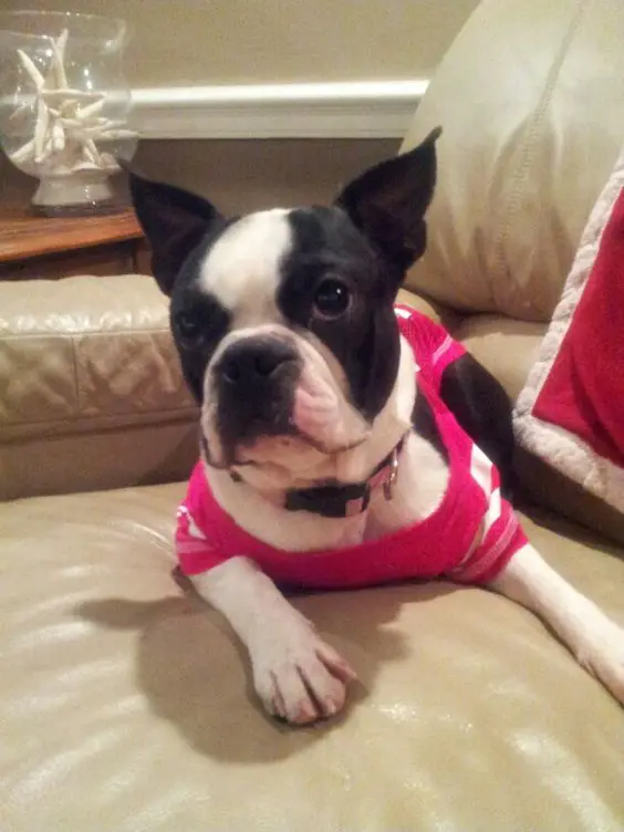 Miniature Boston Terrier in her pink dress while lying on the couch