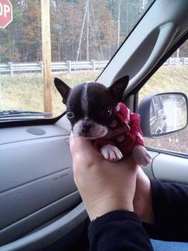 holding up a Miniature Boston Terrier inside the car