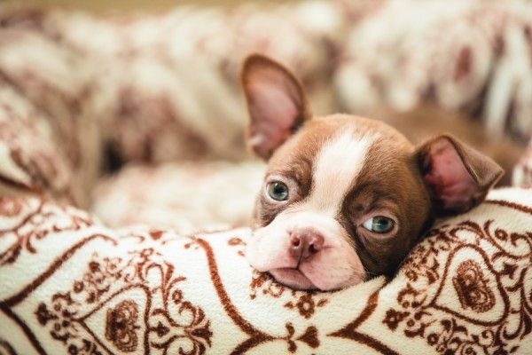 brown and white coat patterned Miniature Boston Terrier with its face resting on the side of its bed