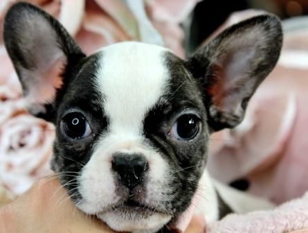 face of a cute Miniature Boston Terrier