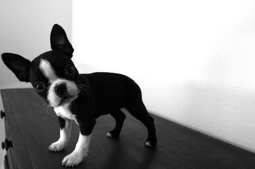 black and white photo of a Miniature Boston Terrier on top of the cabinet