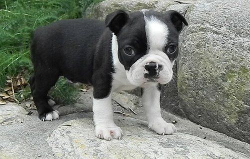 black and white coat patterned Miniature Boston Terrier on top of a rock