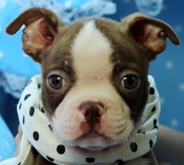 Miniature Boston Terrier wearing a cute black and white pulka dots scarf
