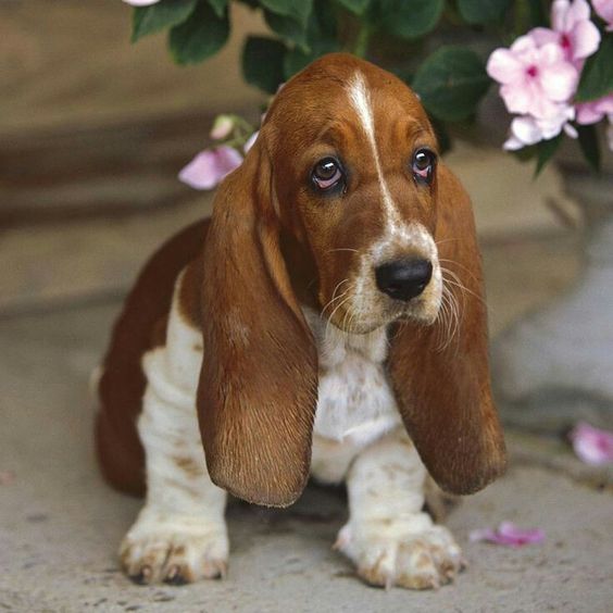 A Miniature Basset Hound sitting on the pavement next to a potted flower