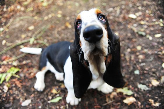 A Miniature Basset Hound sitting on the ground while looking up with its begging eyes