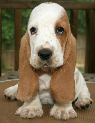 An adorable Miniature Basset Hound sitting on top of the table