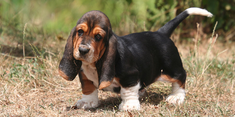 A Miniature Basset Hound walking in the grass