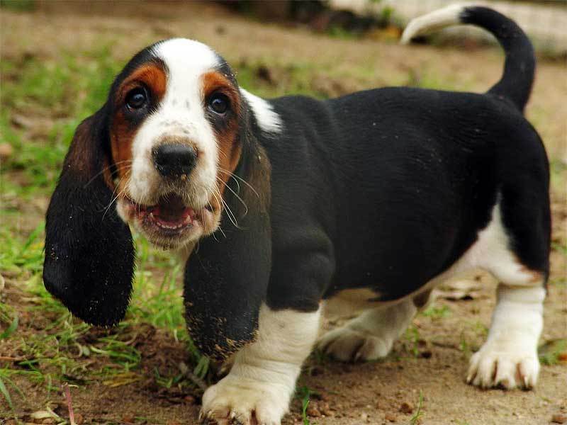 A Miniature Basset Hound walking in the yard