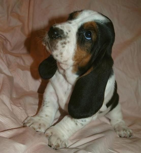 A Miniature Basset Hound sitting on top of the couch while looking up with its sad eyes