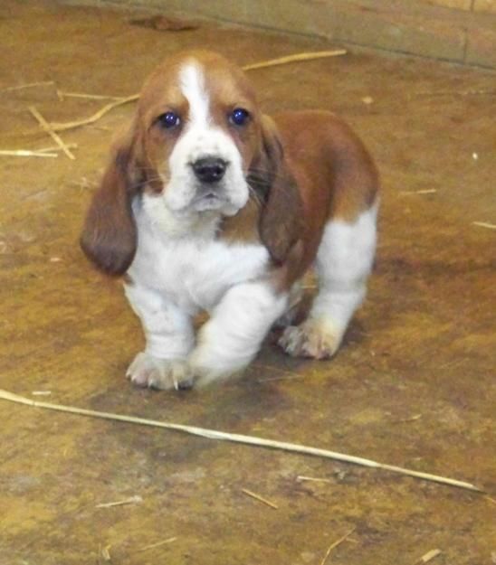 A Miniature Basset Hound walking on the floor while staring