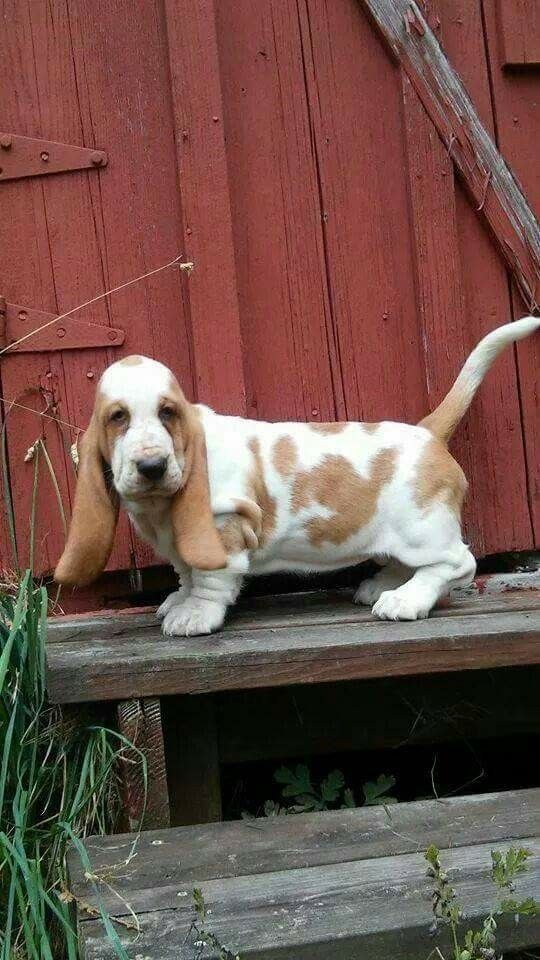 A Miniature Basset Hound standing on top of the bench