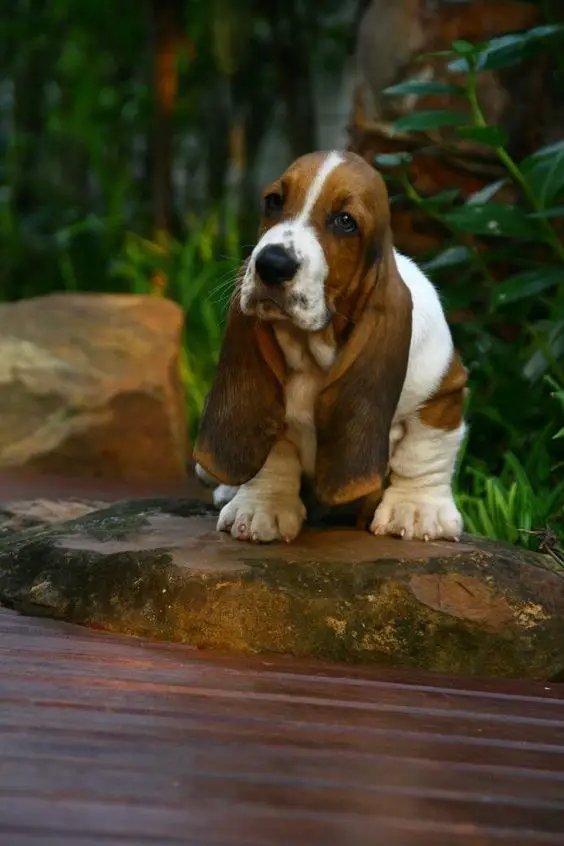 A Miniature Basset Hound sitting on top of the large rock in the garden